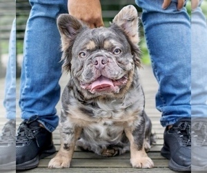Father of the French Bulldog puppies born on 04/15/2023