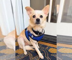 Small Chihuahua Mix