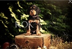 Small Photo #26 Gordon Setter Puppy For Sale in PADUCAH, KY, USA