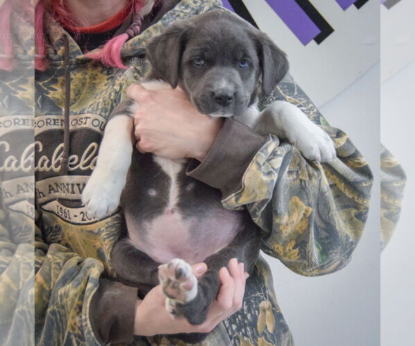 Medium Photo #5 American Bulldog-Unknown Mix Puppy For Sale in Huntley, IL, USA
