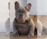 Small Photo #10 French Bulldog Puppy For Sale in STOCKTON, CA, USA