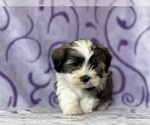 Small Photo #4 Havanese Puppy For Sale in LANCASTER, PA, USA