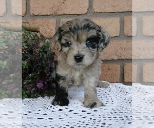 View Ad: Cocker Spaniel-Poodle (Miniature) Mix Puppy for ...