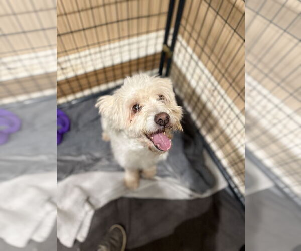 Medium Photo #1 Maltese-Unknown Mix Puppy For Sale in Jackson Township, NJ, USA