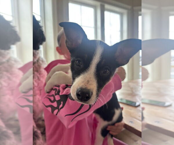 Medium Photo #2 Mutt Puppy For Sale in Salt Lake City, UT, USA