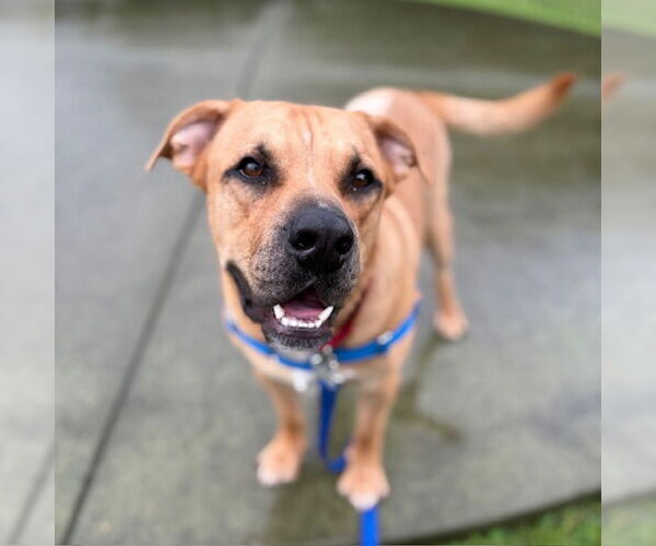 Medium Photo #1 Chow Chow-Mastiff Mix Puppy For Sale in Boston, MA, USA