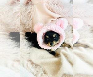 Chiranian Puppy for sale in WEST PALM BEACH, FL, USA