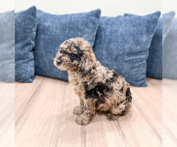 Medium Photo #4 Poodle (Miniature) Puppy For Sale in DUNDEE, OH, USA