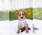 Small #3 Chiweenie