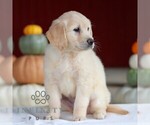 Lily - Female Golden Retriever Puppy for Sale - Photo #3