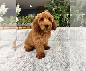 Goldendoodle (Miniature) Puppy for sale in GREENFIELD, IN, USA