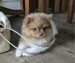 Small #2 Pomeranian
