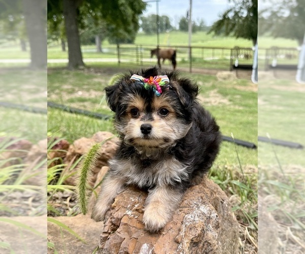 Medium Photo #1 Morkie Puppy For Sale in CASSVILLE, MO, USA