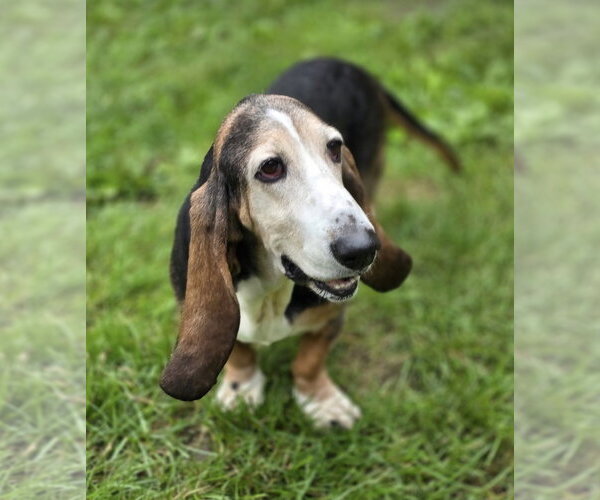 Medium Photo #4 Basset Hound Puppy For Sale in Brookville, OH, USA