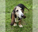 Small Photo #4 Basset Hound Puppy For Sale in Brookville, OH, USA