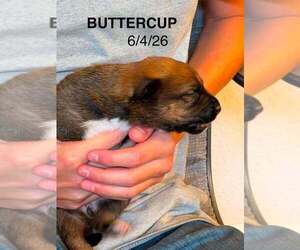 Flower Patch Litter Buttercup - Located in TX - Female German Shepherd Dog-Unknown Mix Dog for Adoption - Photo #3
