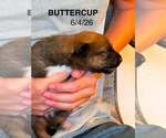Small #2 Mutt