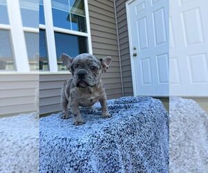 Medium French Bulldog