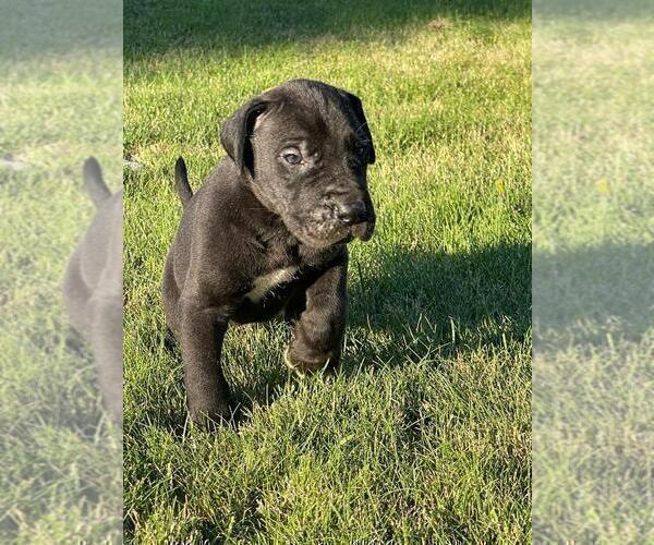 Medium Photo #3 Great Dane Puppy For Sale in MOSES LAKE, WA, USA