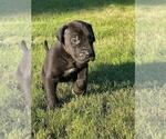 Small Photo #3 Great Dane Puppy For Sale in MOSES LAKE, WA, USA