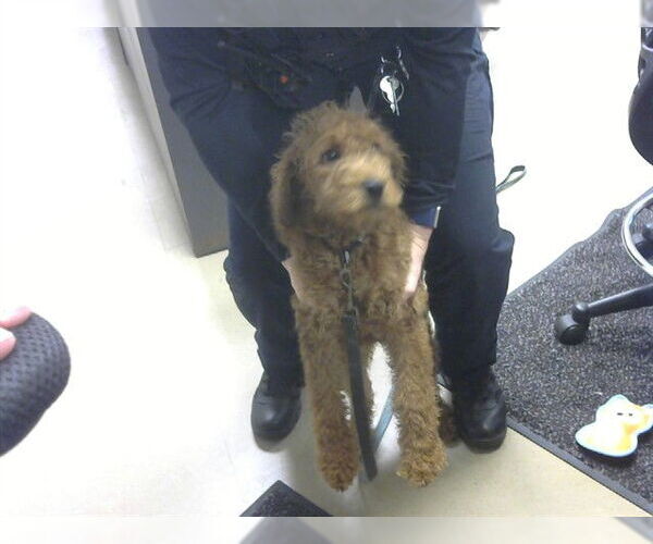 Medium Photo #1 Labradoodle Puppy For Sale in Fort Wayne, IN, USA