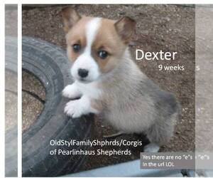 Pembroke Welsh Corgi Puppy for sale in GOLDENDALE, WA, USA