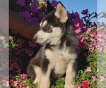 Small Photo #5 Siberian Husky Puppy For Sale in NEWAYGO, MI, USA