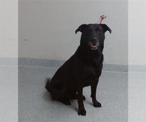 Labrador Retriever-Unknown Mix Dogs for adoption in Pasadena, TX, USA