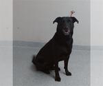 Small Labrador Retriever Mix