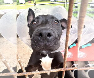 American Bulldog-Unknown Mix Dogs for adoption in Rockaway, NJ, USA