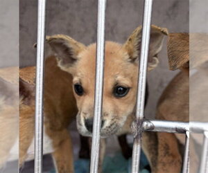 Mutt Dogs for adoption in Oklahoma City, OK, USA