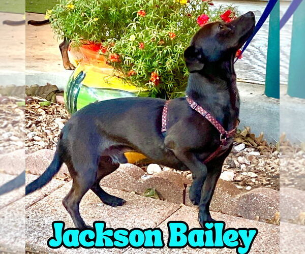 Medium Photo #22 Chiweenie Puppy For Sale in San Antonio, TX, USA