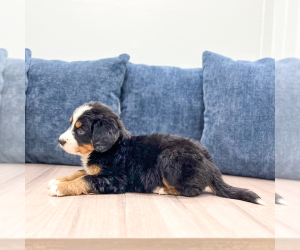 Medium Photo #3 Bernese Mountain Dog Puppy For Sale in DUNDEE, OH, USA