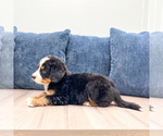 Small #2 Bernese Mountain Dog