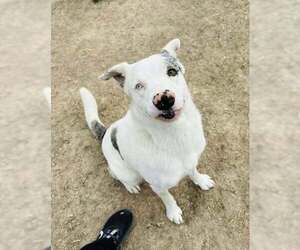Australian Shepherd-Unknown Mix Dogs for adoption in Evansville, IN, USA