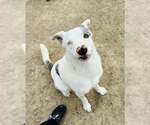 Small Australian Shepherd Mix