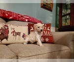 Small Photo #28 Goldendoodle Puppy For Sale in ATHENS, GA, USA