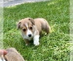 Puppy Puppy 1 Pembroke Welsh Corgi