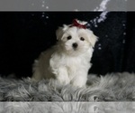 Small #5 Maltese