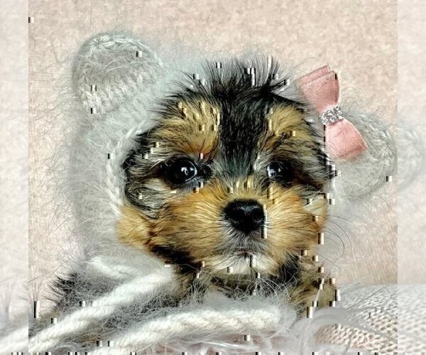 Medium Photo #4 Morkie Puppy For Sale in WEST PALM BEACH, FL, USA
