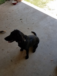 Labrador Retriever Dogs for adoption in YOUNGSVILLE, LA, USA