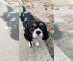 Cavalier King Charles Spaniel Puppy for sale in SALEM, MO, USA