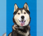 Small #1 Siberian Husky
