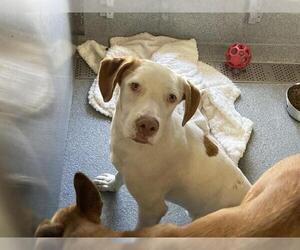 Labrador Retriever-Unknown Mix Dogs for adoption in Orange, CA, USA
