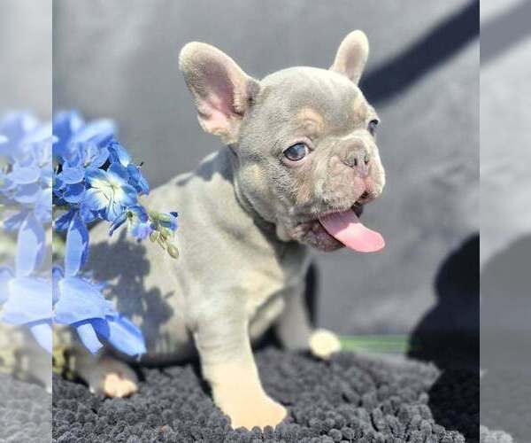 Medium Photo #10 French Bulldog Puppy For Sale in BOSTON, KY, USA