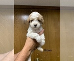 Small Photo #3 Goldendoodle (Miniature) Puppy For Sale in BRKN ARW, OK, USA