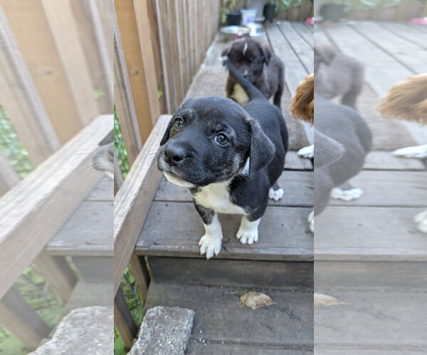 Medium Photo #3 Great Pyrenees-Unknown Mix Puppy For Sale in Brooklyn Center, MN, USA