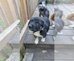 Small Photo #3 Great Pyrenees-Unknown Mix Puppy For Sale in Brooklyn Center, MN, USA