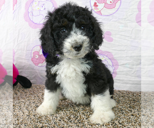 Bernedoodle (Miniature) Puppy for sale in ROY, UT, USA