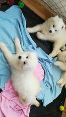 Samoyed Puppy for sale in GREENWOOD VILLAGE, CO, USA
